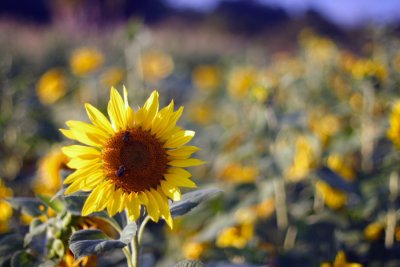 My Favorite Sunflower