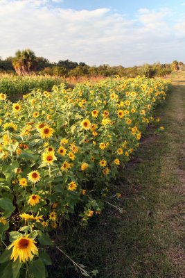 Sunflower07.JPG