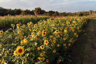 Sunflower08.JPG
