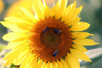 Sunflower09.JPG