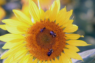 Sunflower10.JPG