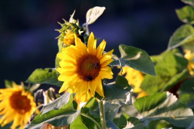 Sunflower11.JPG