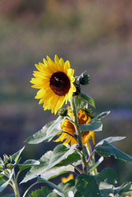 Sunflower12.JPG