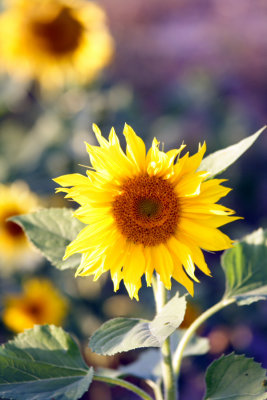 Sunflower13.JPG