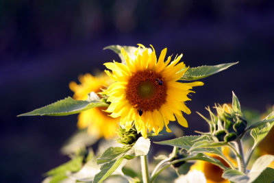 Sunflower14.JPG