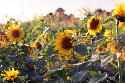 Sunflower15.JPG