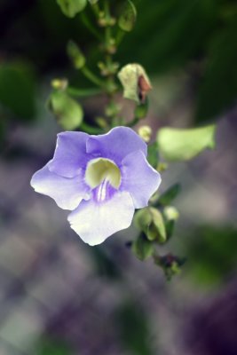 BlueFlower01.JPG