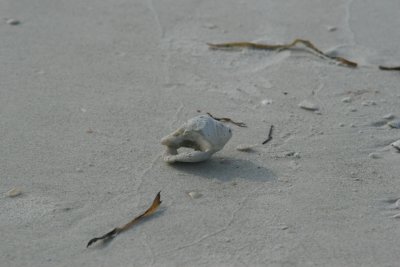 Coquina Beach08.JPG