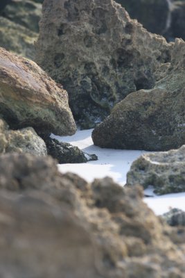 Coquina Beach09.JPG