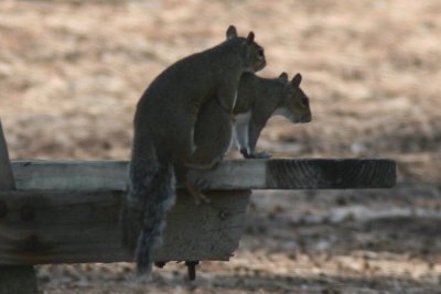 Squirrel Porn