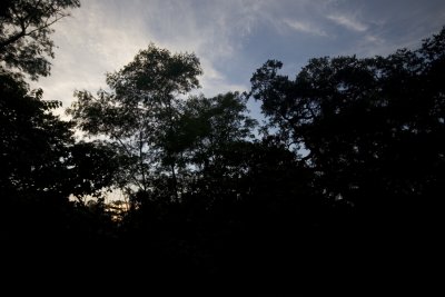 Backyard - Under Exposure