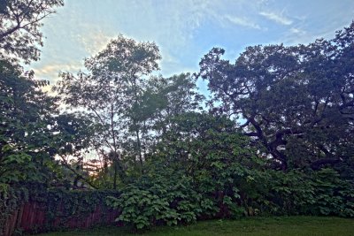 Backyard - HDR Composite