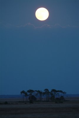 Salt Marsh Moon.jpg