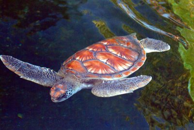 Sea Turtle.jpg