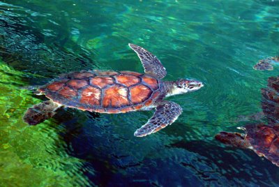 Sea Turtle 3.jpg