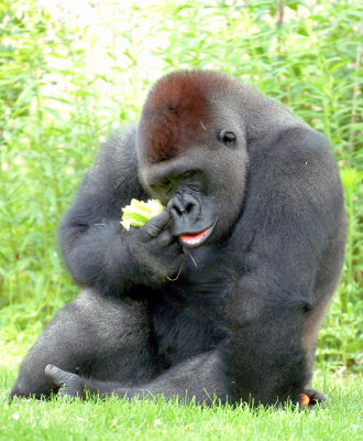 Gorilla 2.jpg
