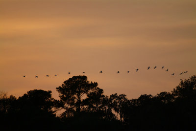Flock of Ibis.jpg