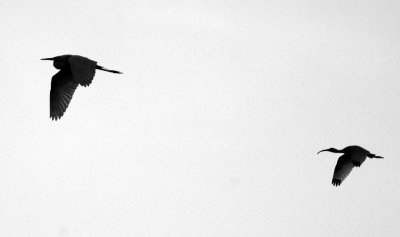 Egret and Ibis bw.jpg