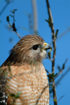 Red Shouldered Hawk.jpg