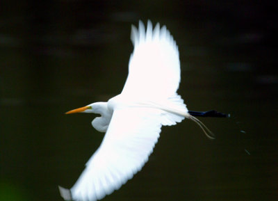 Flying Egret.jpg
