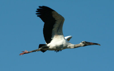 Wood Stork.jpg