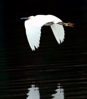 Flying Egret.jpg