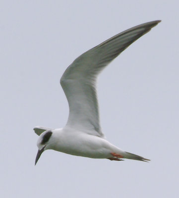 Common Tern2.jpg
