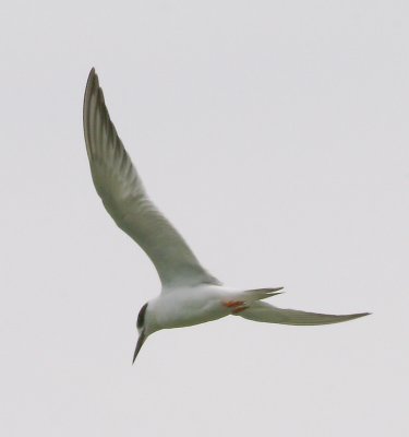 Common Tern 3.jpg