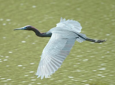 Little Blue Heron in Flight.jpg