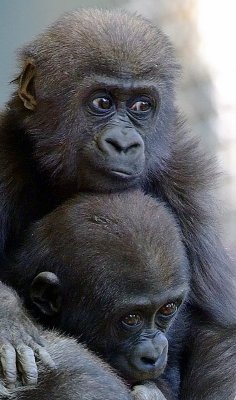 Gorilla Babies.jpg