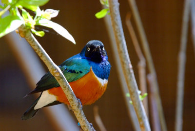 Colorful Bird.jpg