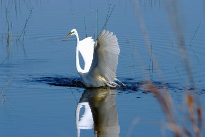 Look at me I am a Swan.jpg