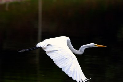 Great Egret.jpg