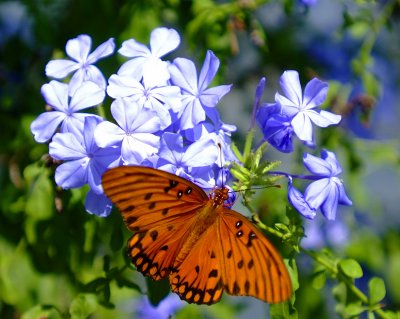 Butterfly and Plumbago.jpg