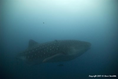 Whale Shark  4632.JPG