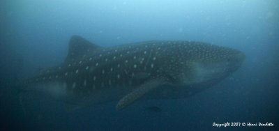Whale Shark  4633.JPG