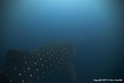 Whale Shark  4637.JPG