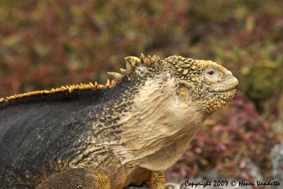 Land Iguana 4260.JPG