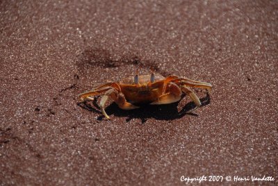 Ghost Crabs