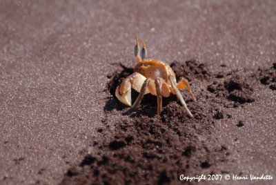 Ghost Crab 3787.JPG