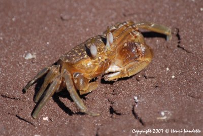 Ghost Crab 3797.JPG