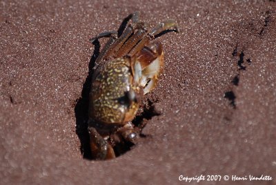 Ghost Crab 3798.JPG