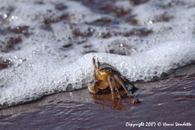 Ghost Crab 3810.JPG