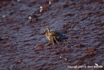 Ghost Crab 3812.JPG