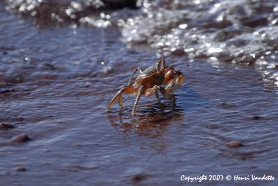 Ghost Crab 3814.JPG