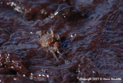 Ghost Crab 3841.JPG