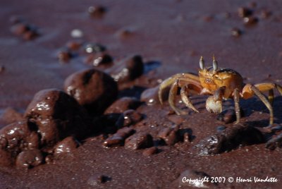 Ghost Crab 3844.JPG