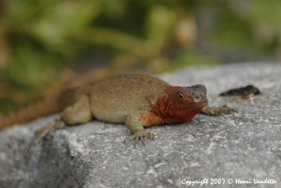 Lava Lizards