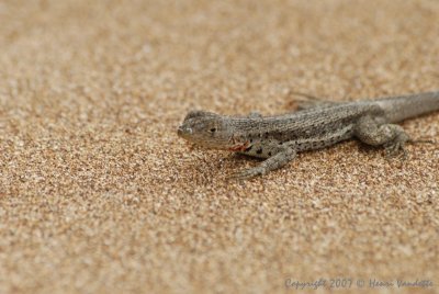Lava Lizard  4097.JPG