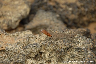 Lava Lizard  4123.JPG